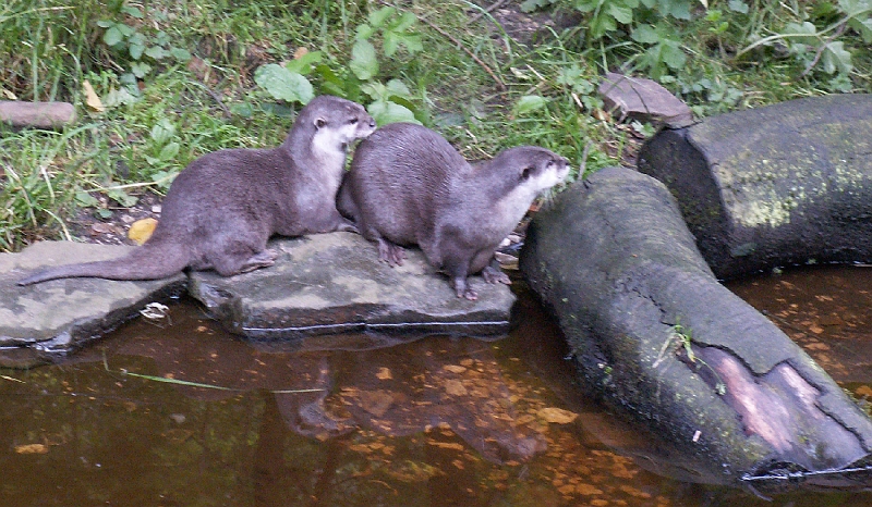 05 Asian Small Clawed Otter.jpg
